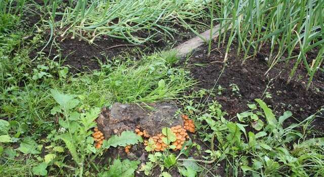 Гостиница Ясень Пермь-28